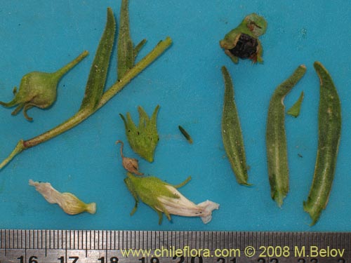 Image of Nolana sp. #1136 (). Click to enlarge parts of image.