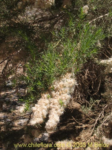 Image of Baccharis salicifolia (). Click to enlarge parts of image.
