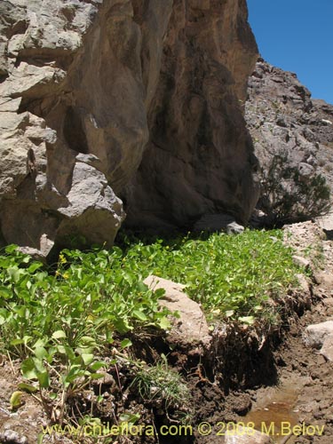Image of Ranunculus uniflorus (). Click to enlarge parts of image.