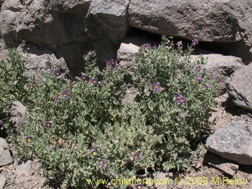 Image of Solanum sp. #1604 (). Click to enlarge parts of image.