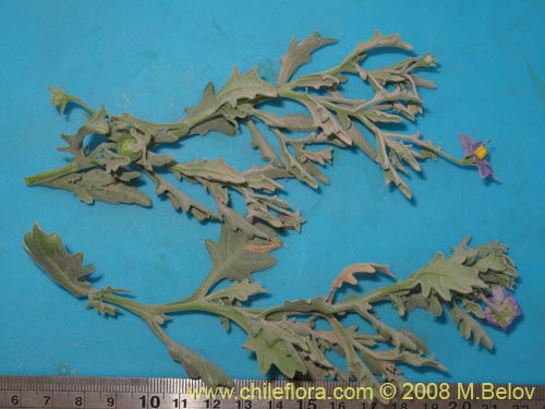 Image of Solanum sp. #1604 (). Click to enlarge parts of image.