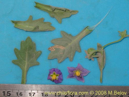 Image of Solanum sp. #1604 (). Click to enlarge parts of image.