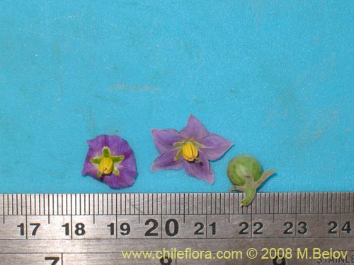 Image of Solanum sp. #1604 (). Click to enlarge parts of image.