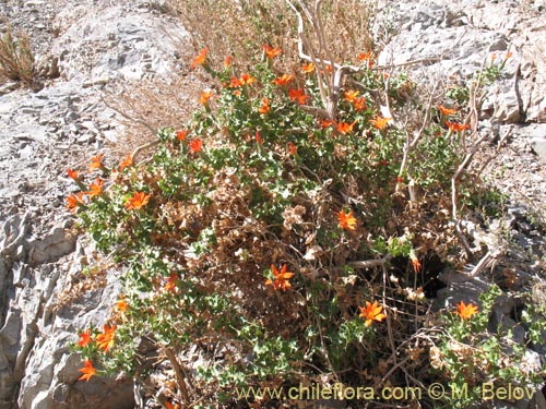 Image of Mutisia cana (Clavel del Campo). Click to enlarge parts of image.