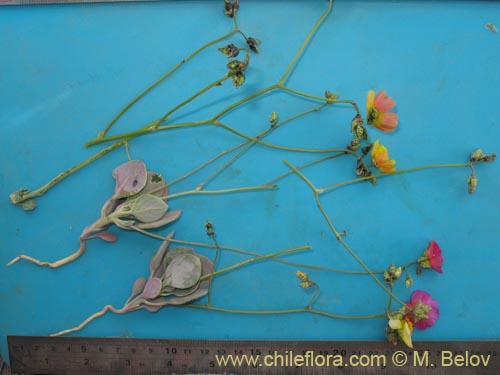 Image of Calandrinia sp. #8489 (). Click to enlarge parts of image.