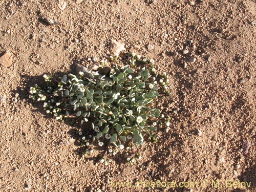 Cistanthe frigida的照片