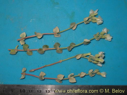 Bild von Viviania crenata (). Klicken Sie, um den Ausschnitt zu vergrössern.