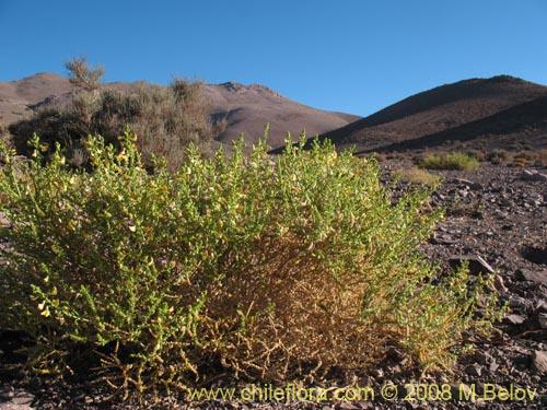 Bild von Adesmia sp. #8635 (). Klicken Sie, um den Ausschnitt zu vergrössern.