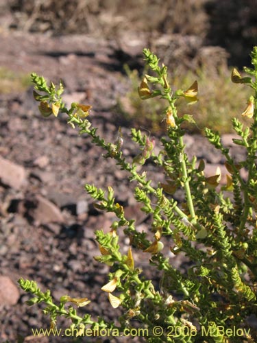 Bild von Adesmia sp. #8635 (). Klicken Sie, um den Ausschnitt zu vergrössern.