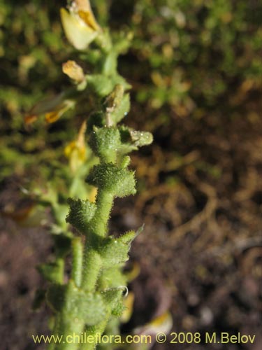 Bild von Adesmia sp. #8635 (). Klicken Sie, um den Ausschnitt zu vergrössern.