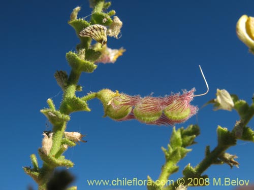 Bild von Adesmia sp. #8635 (). Klicken Sie, um den Ausschnitt zu vergrössern.