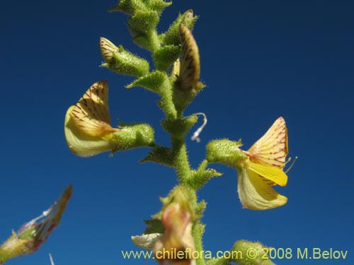 Bild von Adesmia sp. #8635 (). Klicken Sie, um den Ausschnitt zu vergrössern.