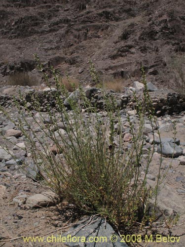 Image of Teucrium nudicaule (). Click to enlarge parts of image.
