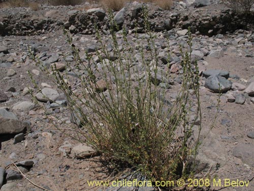 Image of Teucrium nudicaule (). Click to enlarge parts of image.