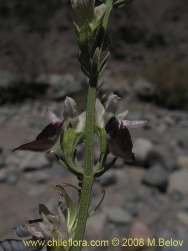 Teucrium nudicauleの写真
