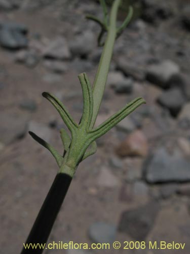 Teucrium nudicauleの写真