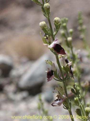 Teucrium nudicauleの写真
