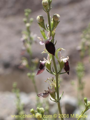Teucrium nudicauleの写真