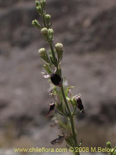 Teucrium nudicauleの写真