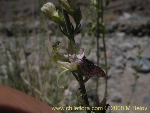 Teucrium nudicauleの写真
