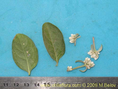 Alternanthera halimifolia의 사진