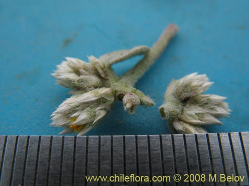 Alternanthera halimifolia의 사진