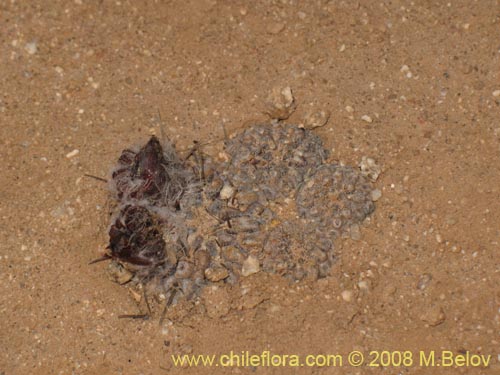 Image of Copiapoa sp. #2420 (). Click to enlarge parts of image.