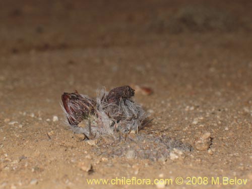 Image of Copiapoa sp. #2420 (). Click to enlarge parts of image.