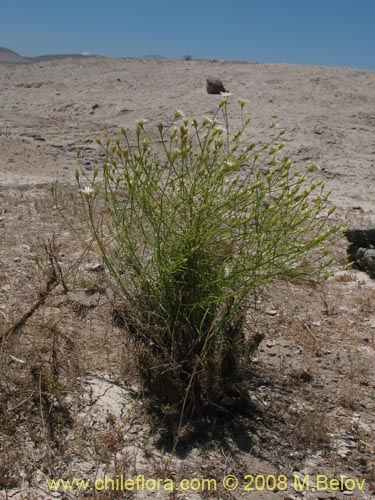 Bild von Gutierrezia gayana (Pichanilla). Klicken Sie, um den Ausschnitt zu vergrössern.