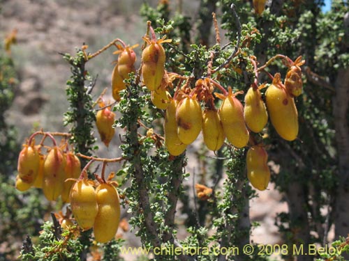 Imágen de Caesalpinia brevifolia (Algarobilla). Haga un clic para aumentar parte de imágen.