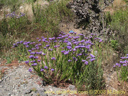 Image of Limonium sp. #1362 (). Click to enlarge parts of image.