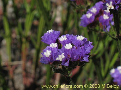 Image of Limonium sp. #1362 (). Click to enlarge parts of image.