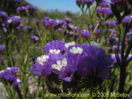 Image of Limonium sp. #1362 (). Click to enlarge parts of image.