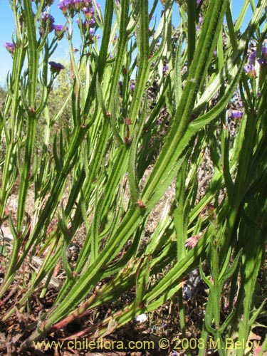 Image of Limonium sp. #1362 (). Click to enlarge parts of image.
