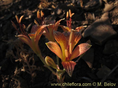 Alstroemeria versicolor의 사진