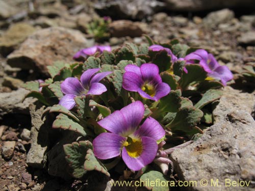 Image of Viola sp. #1551 (). Click to enlarge parts of image.