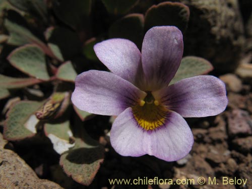 Image of Viola sp. #1551 (). Click to enlarge parts of image.