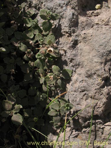 Bild von nicht bestimmte Pflanze sp. #1280 (). Klicken Sie, um den Ausschnitt zu vergrössern.
