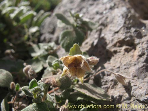 Bild von nicht bestimmte Pflanze sp. #1280 (). Klicken Sie, um den Ausschnitt zu vergrössern.