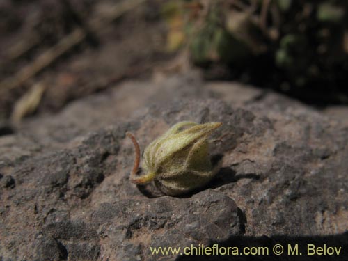 Bild von nicht bestimmte Pflanze sp. #1280 (). Klicken Sie, um den Ausschnitt zu vergrössern.
