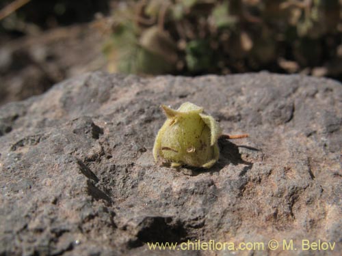 Bild von nicht bestimmte Pflanze sp. #1280 (). Klicken Sie, um den Ausschnitt zu vergrössern.