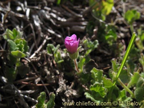Bild von nicht bestimmte Pflanze sp. #1280 (). Klicken Sie, um den Ausschnitt zu vergrössern.
