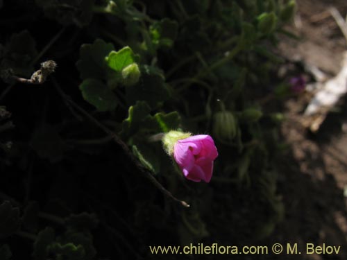 Bild von nicht bestimmte Pflanze sp. #1280 (). Klicken Sie, um den Ausschnitt zu vergrössern.