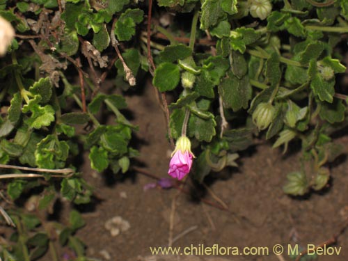 Bild von nicht bestimmte Pflanze sp. #1280 (). Klicken Sie, um den Ausschnitt zu vergrössern.