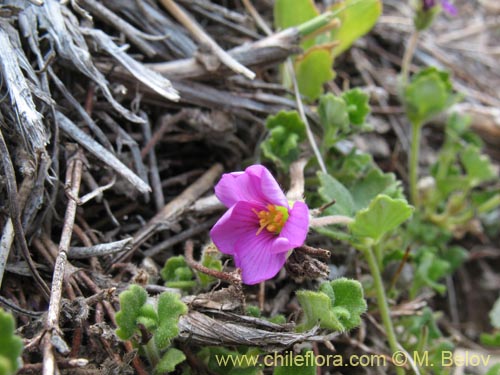 Bild von nicht bestimmte Pflanze sp. #1280 (). Klicken Sie, um den Ausschnitt zu vergrössern.