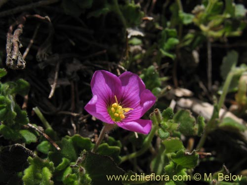 Bild von nicht bestimmte Pflanze sp. #1280 (). Klicken Sie, um den Ausschnitt zu vergrössern.