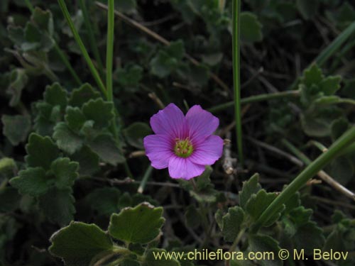 Bild von nicht bestimmte Pflanze sp. #1280 (). Klicken Sie, um den Ausschnitt zu vergrössern.