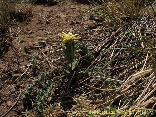 Image of Perezia carthamoides (Estrella blanca de cordillera). Click to enlarge parts of image.