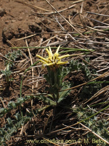 Image of Perezia carthamoides (Estrella blanca de cordillera). Click to enlarge parts of image.