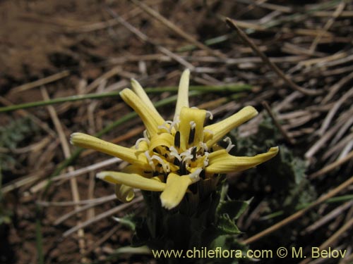 Image of Perezia carthamoides (Estrella blanca de cordillera). Click to enlarge parts of image.
